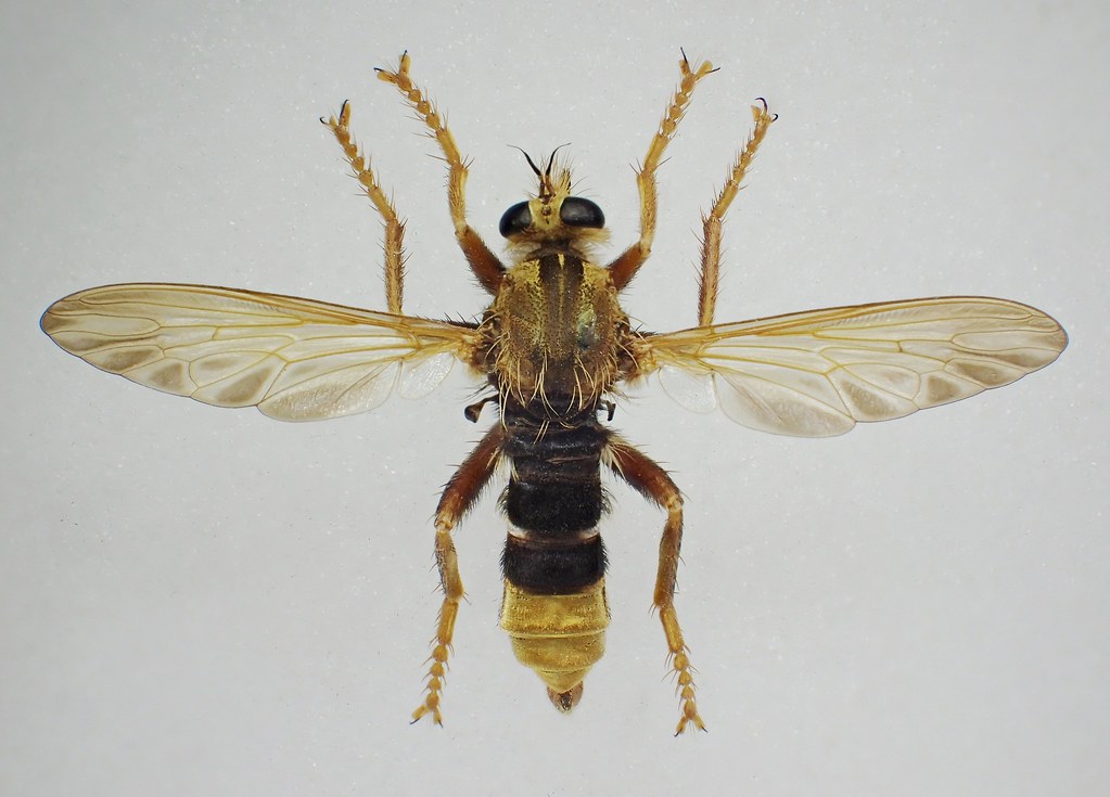 Asilus crabroniformis pinned male - Little Torrington, Dev… | Flickr