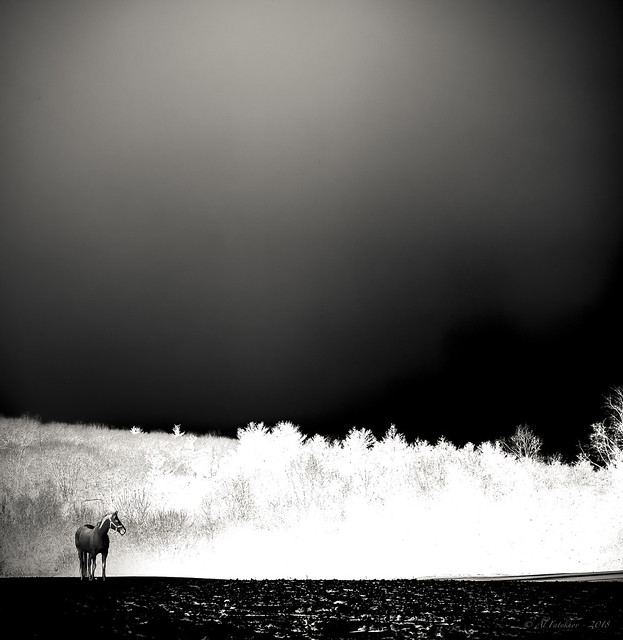 Lonely Stallion, 6x6 Negative Film