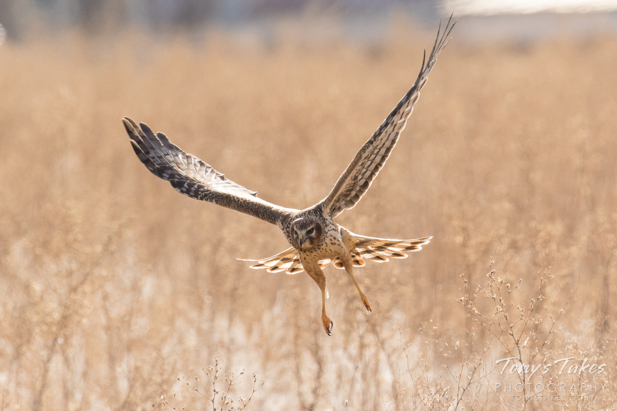 A female northern harrier patrols a field north of Denver, Colorado. (© Tony’s Takes)