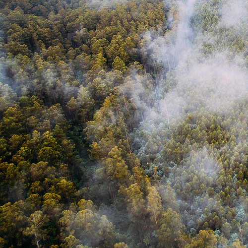 Chasing Fog | by alexwise