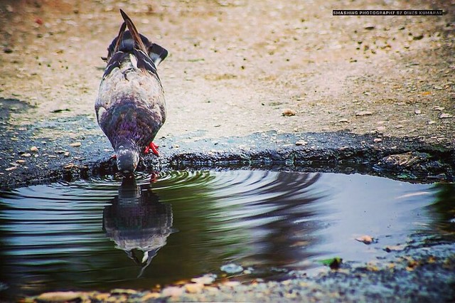 Drop by for a drink #smashingphotography #nature #throwback #pigeon #citylife