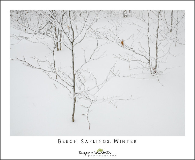 Beech Saplings, Winter