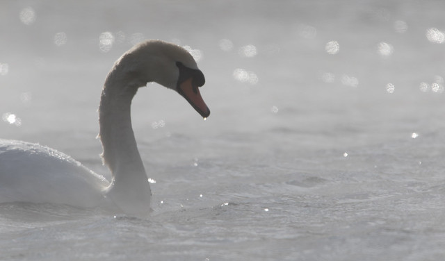 Swan In The Mist (Explore #164 1/14/18)