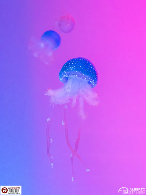 Jellyfish and colors (Poema del Mar)