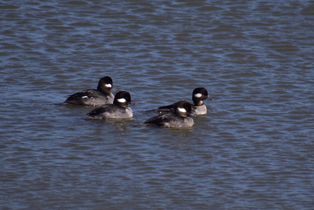 buffleheads | A group of birds having lunch | Arthur Snellbaker | Flickr