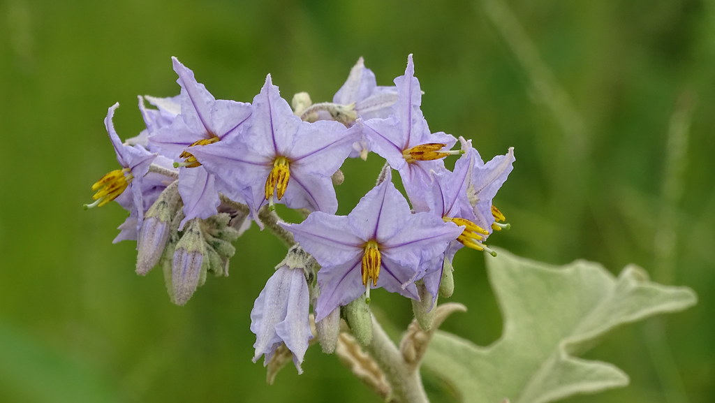 FLORES DO CERRADO - Solanum paniculatum