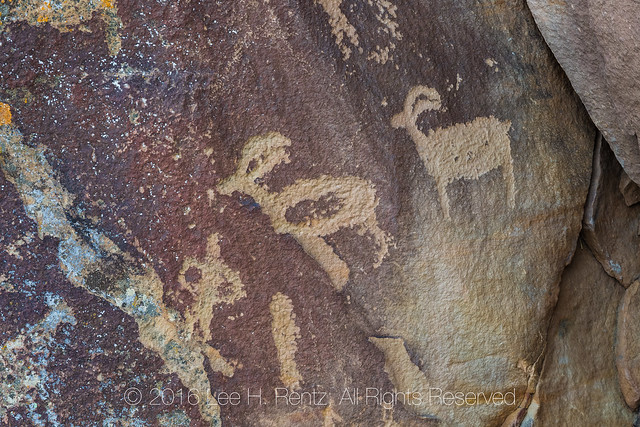 Bighorn Sheep Petroglyphs in Nine Mile Canyon