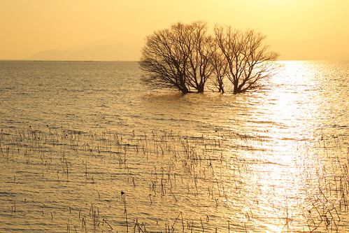 滋賀県 琵琶湖 湖北 長浜市 日本 風景 日没 自然 nature landscape japan japon lakebiwa water sunset sky tree winter