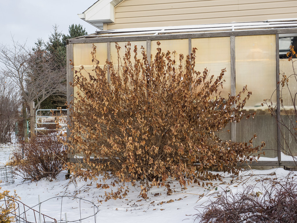Image of Weigela variegata in winter