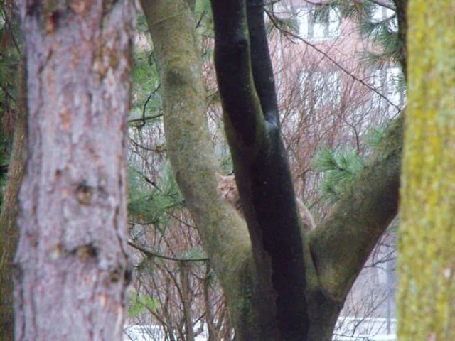 cat hiding in the tree March 2010 cincinnati ohio