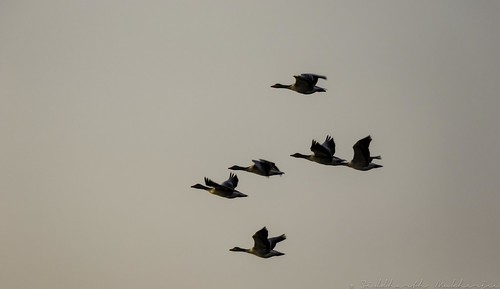 20180122-0I7A8026 by siddharthx, Greylag Geese - flying into the sunset.

The greylag goose (Anser anser) is a large species of goose