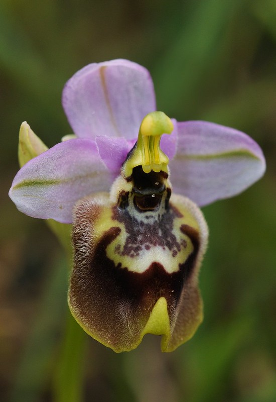 20170417-156F | Spätblühende Wespen-Ragwurz (Ophrys tardans) bei Lecce. Apulien, 17.04.2017