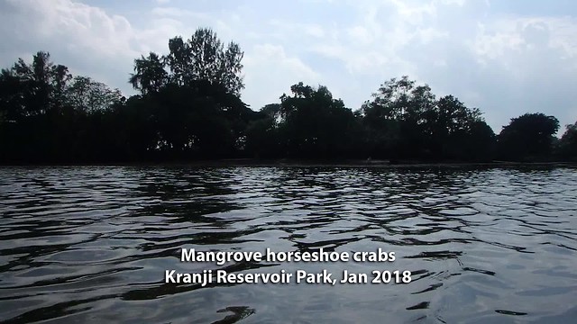 Mangrove horseshoe crabs (Carcinoscorpius rotundicauda)