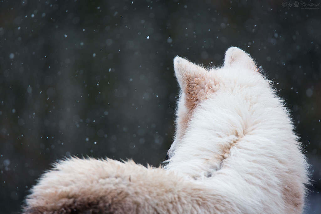 Arctic wolf | A picture from an arctic wolf | Cloudtail the Snow ...