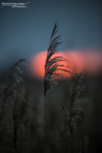 Reeds at Wicken Fen by BenSMontgomery, Reeds against the last glimmers of a winter sunset, at the National Trust's Wicken Fen.reeds wicken
