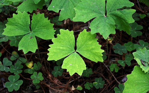 leaf redwoodcoast plantwire