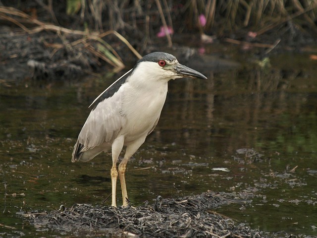 Black-crowned Night Heron, Crescent Beach Access Road
