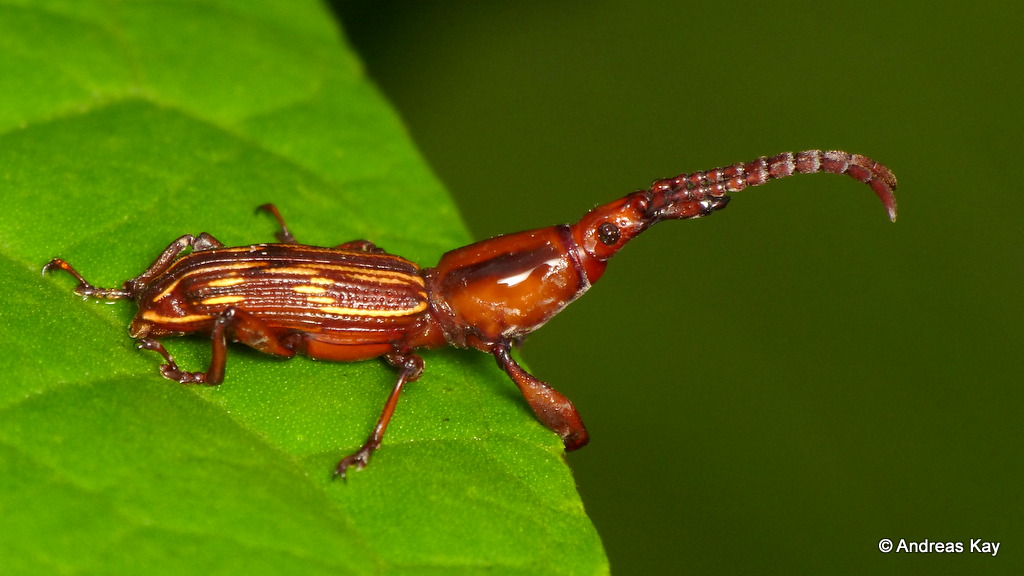 Brentid beetle, Estenorhinus sp., Brentidae