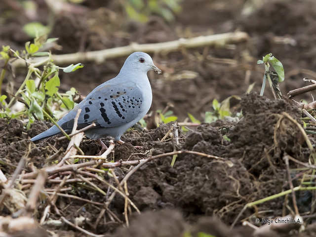 Blue Ground-dove (Claravis pretiosa)