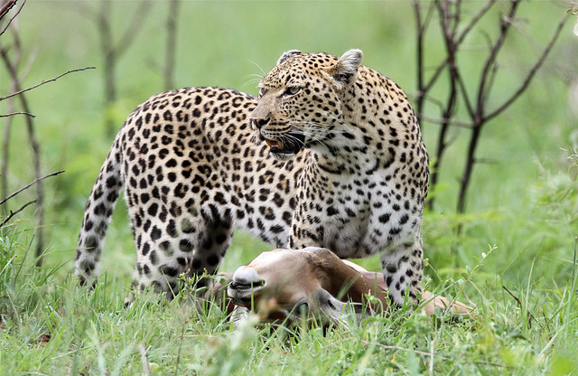 Panthera pardus ♀ (Leopard) - South Africa