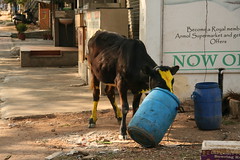 A cow decorated for makara sankrānti eating from a trashcan
