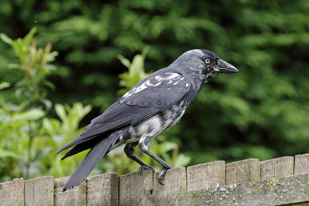 Jackdaw (Corvus monedula) - Hertfordshire.