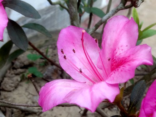 pink flower flora flowerlover nature incrediblebengal india mobilephotography motorola motog4plus saveearth