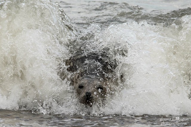 seal super splash