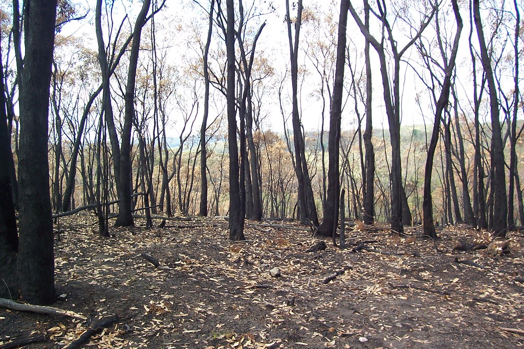 Blackened by bushfire or burnoff