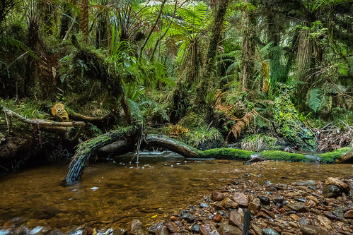 rainforest newzealand southisland stream decay treefern sonyrx100m4