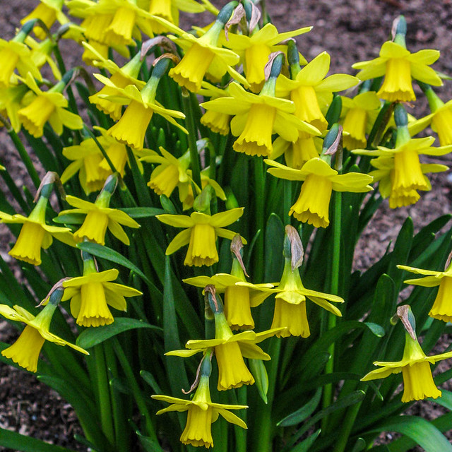 Small Daffodil Tete a Tete