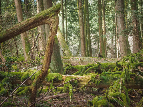 walk in the woods | by lea1959