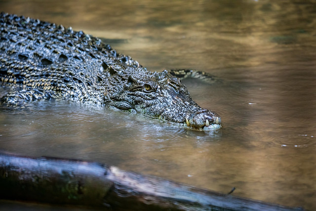 Estuarine/Salt water crocodile. Matang Wildlife Centre