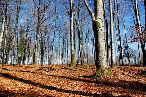 france vosges bandesapt lafontenelle forêt bois sousbois tapis feuille forest wood underbrush undergrowth carpet leave fz1000 paysage landscape