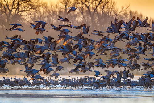 sandhillcranes takingflight birdsinflight river sunrise platteriver kearney nebraska