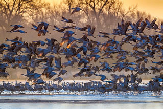 Sandhill Cranes taking flight at sunrise, Platte River near Kearney, Nebraska