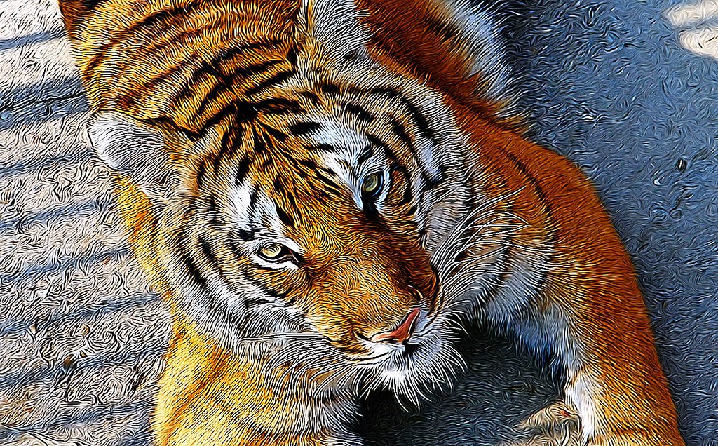 Toronto Ontario - Canada -  Tiger at the Zoo