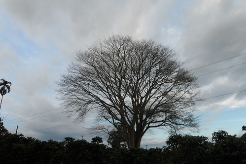 Árbol viejo by legape, Pueblo Tapado-Quindio-Colombialandscapes sunset