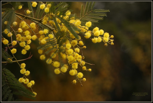 Acacia decurrens var. dealbata (Link) Muller Mimosa 20.III.2018. 6347 Bot Opatija Park