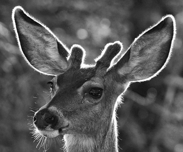 Mule deer (Odocoileus hemionus). Sandia Mountains, New Mexico, USA.