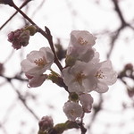 Cherry blossoms in the rain