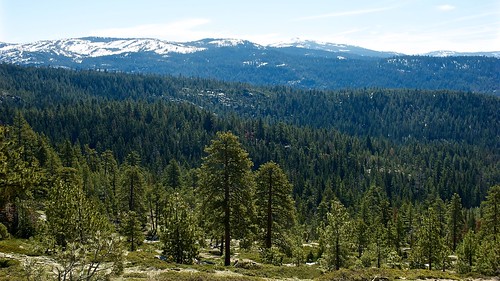 roadtrip trees highsierra california landscape