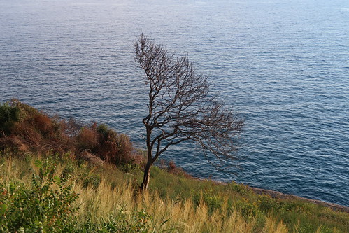 europa europe czarnogóra montenegro ulcinj adriatyk adriatic morze sea woda water drzewo tree natura nature seaside przyroda krajobraz landscape grass trawa bałkany balkans