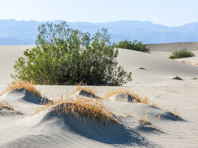 Sand Dunes, Plants, Mountains