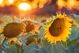 Sunflowers Sunset-19