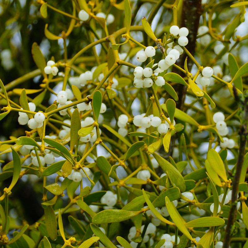 Mid-March mistletoe, Shottery