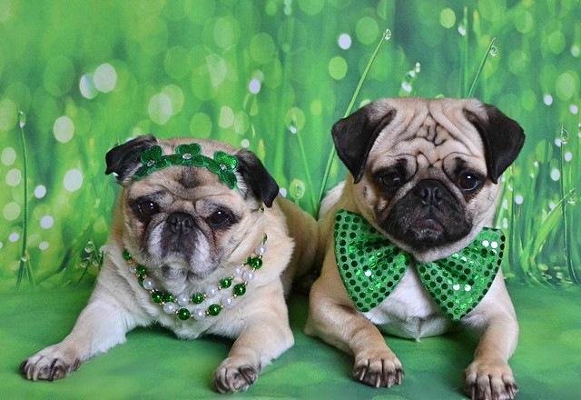 The Puglets Are St. Patrick's Day Ready!