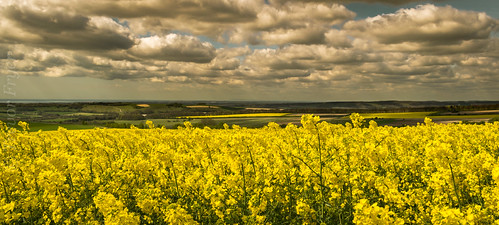 Field of Rape | by Trevor Fryer Photography