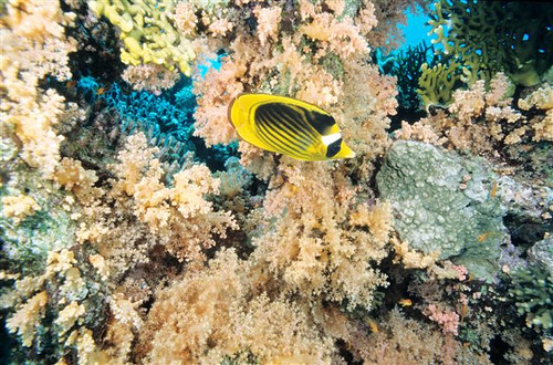 Red Sea