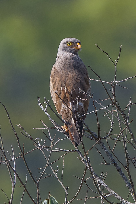 Rufous-winged Buzzard / Butastur liventer photo call and song